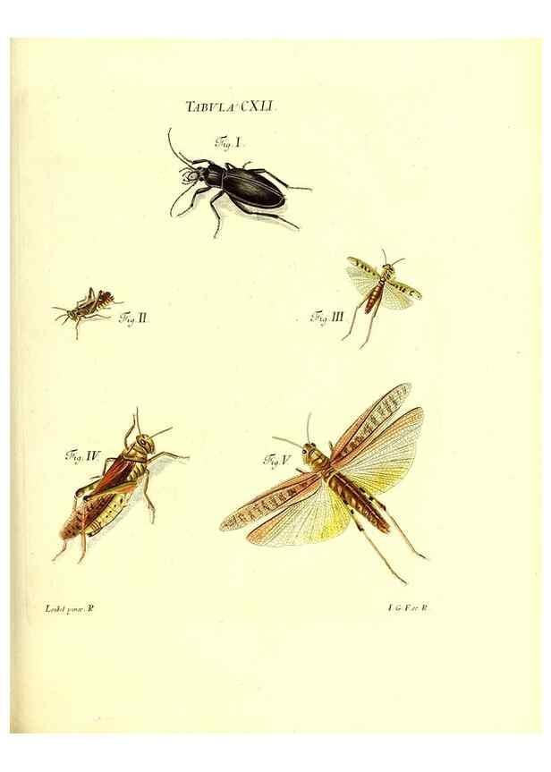 Reproducción/Reproduction 35565925123: Iacobi Christiani Schaefferi s.s. theologiae et philosophiae doctoris ... Icones insectorum circa Ratisbonam indigenorum :. Ratisbonae :Typis Breitfeldianis,MDCCLXXIX [1766-1779]