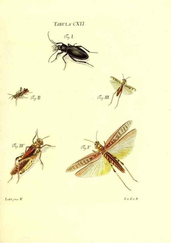 Reproducción/Reproduction 35565925123: Iacobi Christiani Schaefferi s.s. theologiae et philosophiae doctoris ... Icones insectorum circa Ratisbonam indigenorum :. Ratisbonae :Typis Breitfeldianis,MDCCLXXIX [1766-1779]