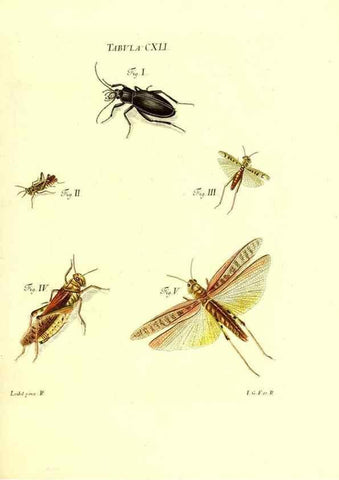 Reproducción/Reproduction 35565925123: Iacobi Christiani Schaefferi s.s. theologiae et philosophiae doctoris ... Icones insectorum circa Ratisbonam indigenorum :. Ratisbonae :Typis Breitfeldianis,MDCCLXXIX [1766-1779]