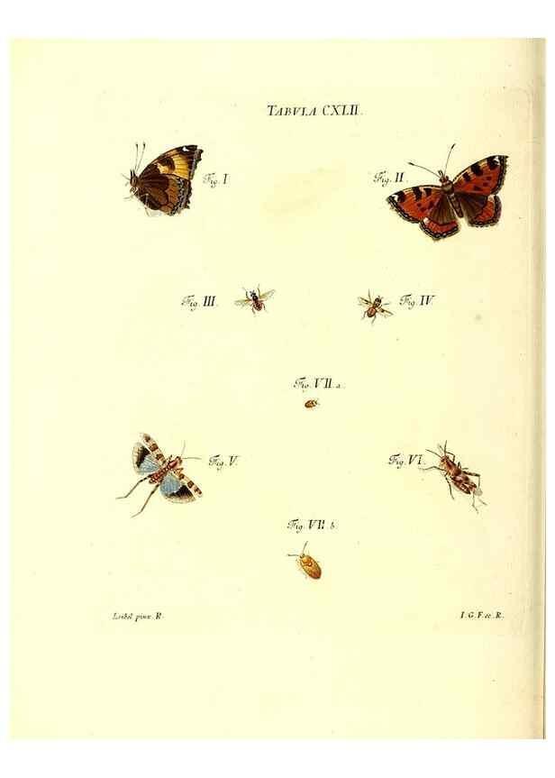 Reproducción/Reproduction 35565927063: Iacobi Christiani Schaefferi s.s. theologiae et philosophiae doctoris ... Icones insectorum circa Ratisbonam indigenorum :. Ratisbonae :Typis Breitfeldianis,MDCCLXXIX [1766-1779]