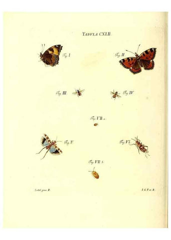 Reproducción/Reproduction 35565927063: Iacobi Christiani Schaefferi s.s. theologiae et philosophiae doctoris ... Icones insectorum circa Ratisbonam indigenorum :. Ratisbonae :Typis Breitfeldianis,MDCCLXXIX [1766-1779]