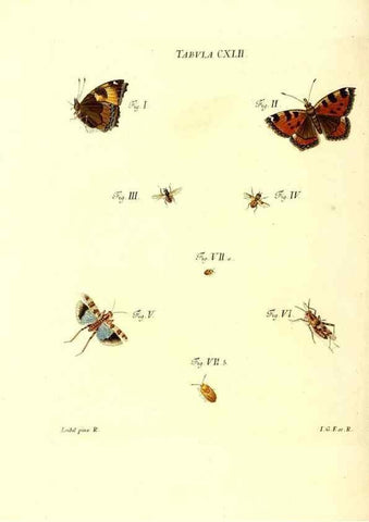 Reproducción/Reproduction 35565927063: Iacobi Christiani Schaefferi s.s. theologiae et philosophiae doctoris ... Icones insectorum circa Ratisbonam indigenorum :. Ratisbonae :Typis Breitfeldianis,MDCCLXXIX [1766-1779]