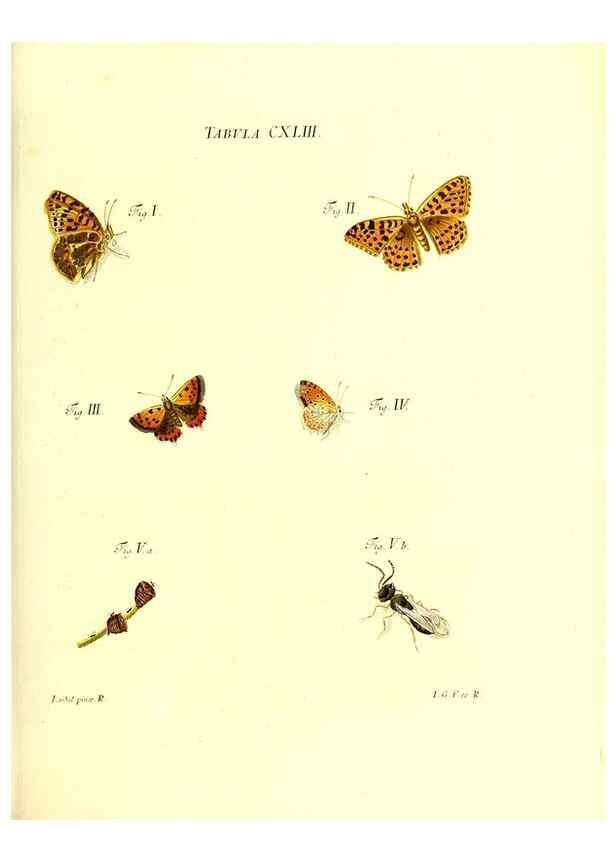 Reproducción/Reproduction 35565928633: Iacobi Christiani Schaefferi s.s. theologiae et philosophiae doctoris ... Icones insectorum circa Ratisbonam indigenorum :. Ratisbonae :Typis Breitfeldianis,MDCCLXXIX [1766-1779]