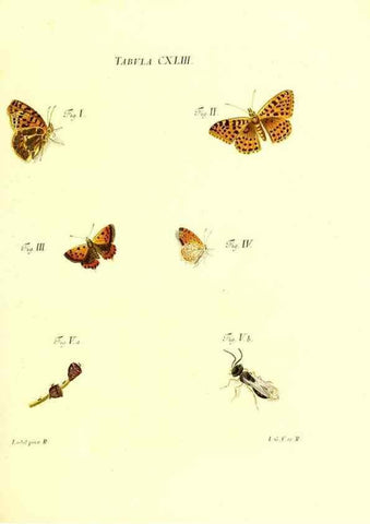 Reproducción/Reproduction 35565928633: Iacobi Christiani Schaefferi s.s. theologiae et philosophiae doctoris ... Icones insectorum circa Ratisbonam indigenorum :. Ratisbonae :Typis Breitfeldianis,MDCCLXXIX [1766-1779]