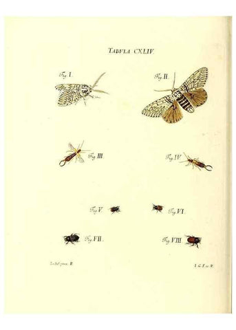 Reproducción/Reproduction 35565930133: Iacobi Christiani Schaefferi s.s. theologiae et philosophiae doctoris ... Icones insectorum circa Ratisbonam indigenorum :. Ratisbonae :Typis Breitfeldianis,MDCCLXXIX [1766-1779]