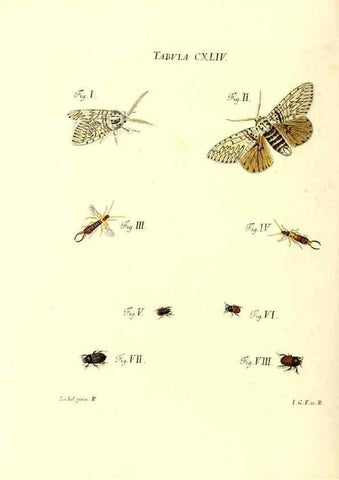 Reproducción/Reproduction 35565930133: Iacobi Christiani Schaefferi s.s. theologiae et philosophiae doctoris ... Icones insectorum circa Ratisbonam indigenorum :. Ratisbonae :Typis Breitfeldianis,MDCCLXXIX [1766-1779]
