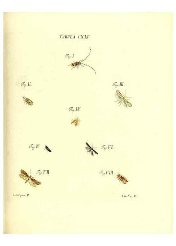 Reproducción/Reproduction 35565931773: Iacobi Christiani Schaefferi s.s. theologiae et philosophiae doctoris ... Icones insectorum circa Ratisbonam indigenorum :. Ratisbonae :Typis Breitfeldianis,MDCCLXXIX [1766-1779]