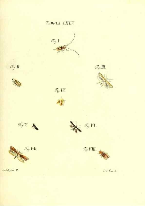 Reproducción/Reproduction 35565931773: Iacobi Christiani Schaefferi s.s. theologiae et philosophiae doctoris ... Icones insectorum circa Ratisbonam indigenorum :. Ratisbonae :Typis Breitfeldianis,MDCCLXXIX [1766-1779]