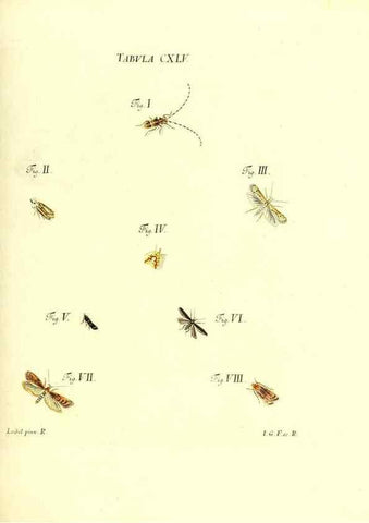 Reproducción/Reproduction 35565931773: Iacobi Christiani Schaefferi s.s. theologiae et philosophiae doctoris ... Icones insectorum circa Ratisbonam indigenorum :. Ratisbonae :Typis Breitfeldianis,MDCCLXXIX [1766-1779]
