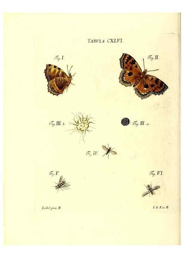 Reproducción/Reproduction 35565933773: Iacobi Christiani Schaefferi s.s. theologiae et philosophiae doctoris ... Icones insectorum circa Ratisbonam indigenorum :. Ratisbonae :Typis Breitfeldianis,MDCCLXXIX [1766-1779]