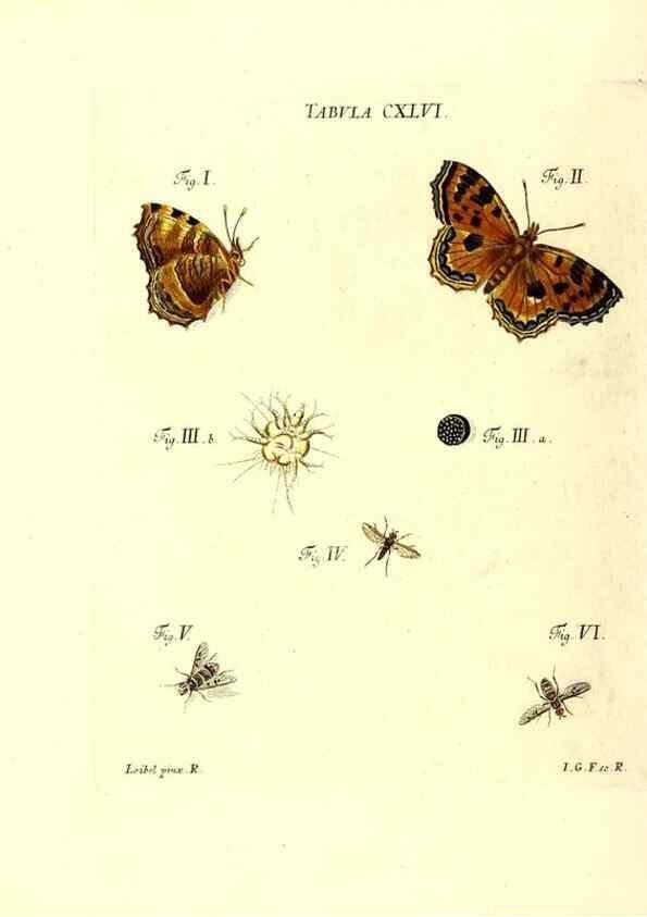 Reproducción/Reproduction 35565933773: Iacobi Christiani Schaefferi s.s. theologiae et philosophiae doctoris ... Icones insectorum circa Ratisbonam indigenorum :. Ratisbonae :Typis Breitfeldianis,MDCCLXXIX [1766-1779]