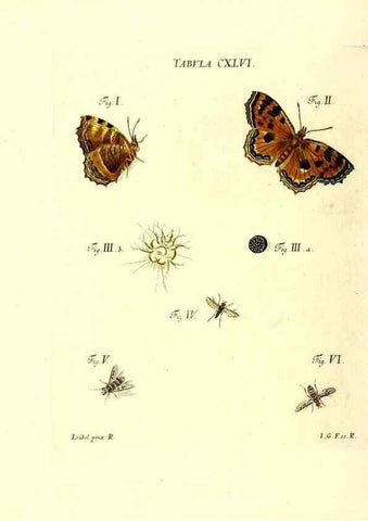 Reproducción/Reproduction 35565933773: Iacobi Christiani Schaefferi s.s. theologiae et philosophiae doctoris ... Icones insectorum circa Ratisbonam indigenorum :. Ratisbonae :Typis Breitfeldianis,MDCCLXXIX [1766-1779]