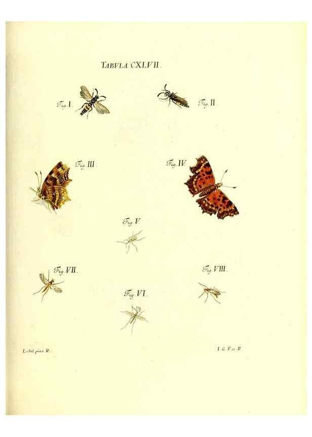 Reproducción/Reproduction 35565935423: Iacobi Christiani Schaefferi s.s. theologiae et philosophiae doctoris ... Icones insectorum circa Ratisbonam indigenorum :. Ratisbonae :Typis Breitfeldianis,MDCCLXXIX [1766-1779]