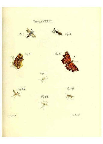 Reproducción/Reproduction 35565935423: Iacobi Christiani Schaefferi s.s. theologiae et philosophiae doctoris ... Icones insectorum circa Ratisbonam indigenorum :. Ratisbonae :Typis Breitfeldianis,MDCCLXXIX [1766-1779]