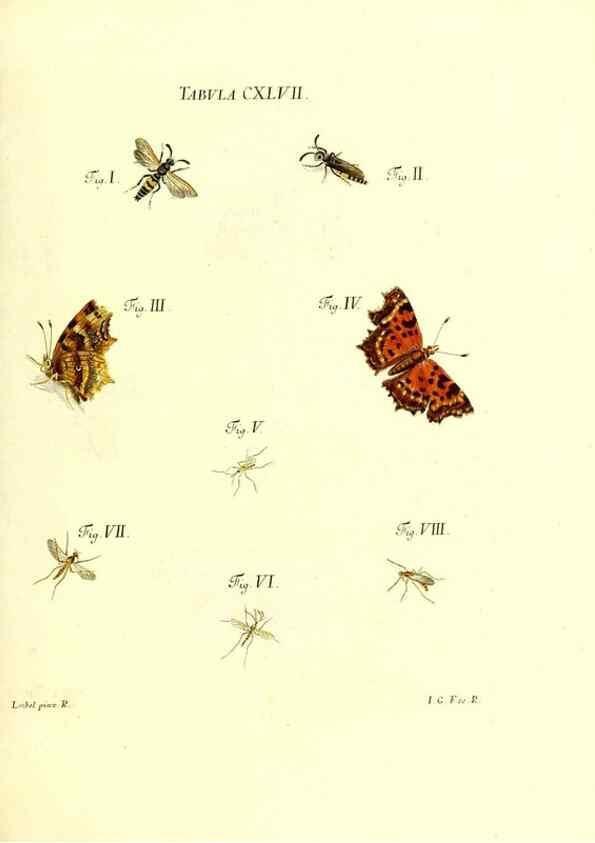 Reproducción/Reproduction 35565935423: Iacobi Christiani Schaefferi s.s. theologiae et philosophiae doctoris ... Icones insectorum circa Ratisbonam indigenorum :. Ratisbonae :Typis Breitfeldianis,MDCCLXXIX [1766-1779]