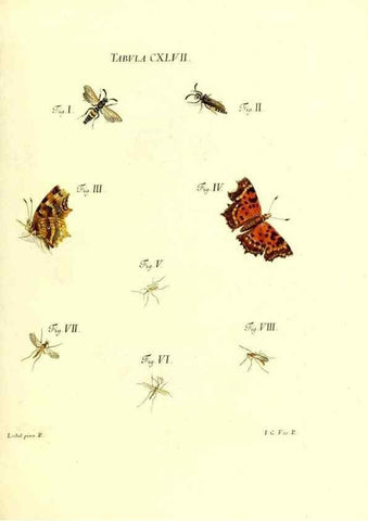 Reproducción/Reproduction 35565935423: Iacobi Christiani Schaefferi s.s. theologiae et philosophiae doctoris ... Icones insectorum circa Ratisbonam indigenorum :. Ratisbonae :Typis Breitfeldianis,MDCCLXXIX [1766-1779]