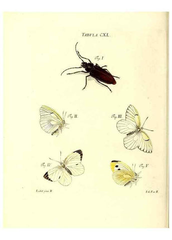 Reproducción/Reproduction 35565923223: Iacobi Christiani Schaefferi s.s. theologiae et philosophiae doctoris ... Icones insectorum circa Ratisbonam indigenorum :. Ratisbonae :Typis Breitfeldianis,MDCCLXXIX [1766-1779]