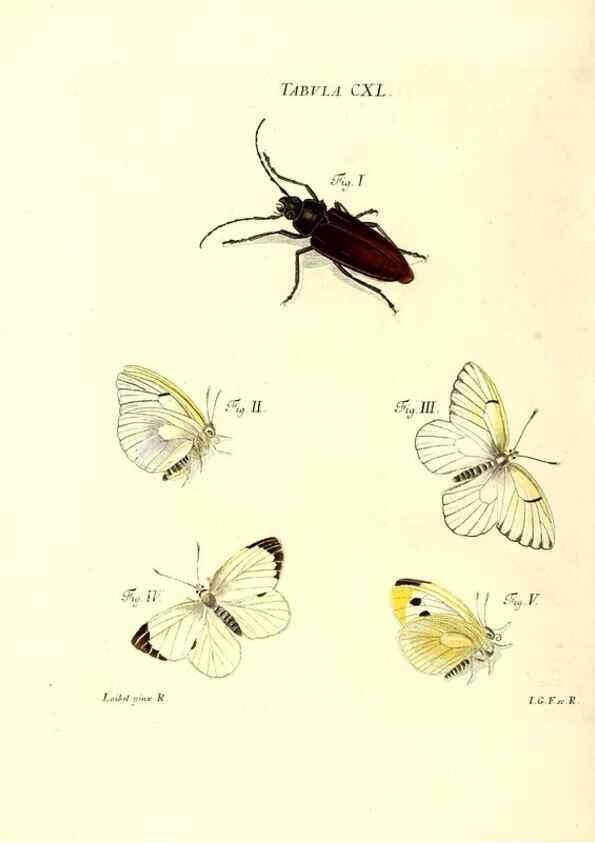 Reproducción/Reproduction 35565923223: Iacobi Christiani Schaefferi s.s. theologiae et philosophiae doctoris ... Icones insectorum circa Ratisbonam indigenorum :. Ratisbonae :Typis Breitfeldianis,MDCCLXXIX [1766-1779]