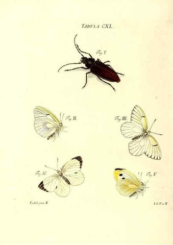 Reproducción/Reproduction 35565923223: Iacobi Christiani Schaefferi s.s. theologiae et philosophiae doctoris ... Icones insectorum circa Ratisbonam indigenorum :. Ratisbonae :Typis Breitfeldianis,MDCCLXXIX [1766-1779]
