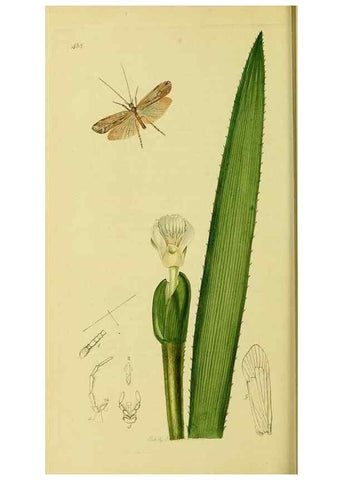 Reproducción/Reproduction 35537750744: British entomology :. London,Printed for the author,1823-1840 [i.e. 1840].