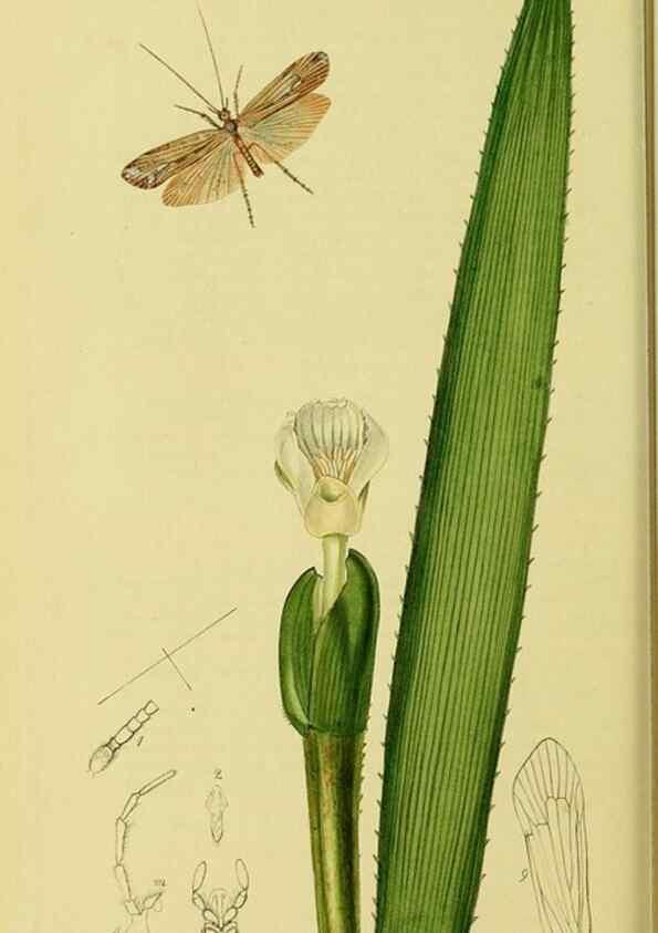 Reproducción/Reproduction 35537750744: British entomology :. London,Printed for the author,1823-1840 [i.e. 1840].