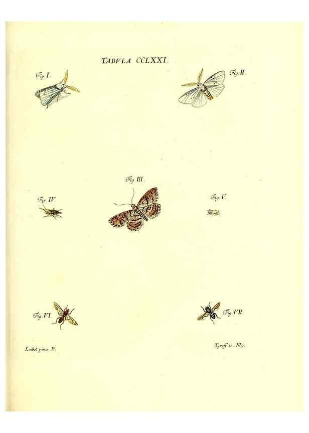 Reproducción/Reproduction 35977005710: Iacobi Christiani Schaefferi s.s. theologiae et philosophiae doctoris ... Icones insectorum circa Ratisbonam indigenorum :. Ratisbonae :Typis Breitfeldianis,MDCCLXXIX [1766-1779]
