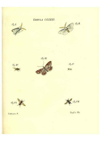 Reproducción/Reproduction 35977005710: Iacobi Christiani Schaefferi s.s. theologiae et philosophiae doctoris ... Icones insectorum circa Ratisbonam indigenorum :. Ratisbonae :Typis Breitfeldianis,MDCCLXXIX [1766-1779]