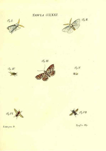 Reproducción/Reproduction 35977005710: Iacobi Christiani Schaefferi s.s. theologiae et philosophiae doctoris ... Icones insectorum circa Ratisbonam indigenorum :. Ratisbonae :Typis Breitfeldianis,MDCCLXXIX [1766-1779]