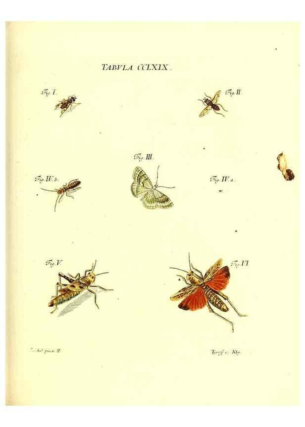 Reproducción/Reproduction 36205640492: Iacobi Christiani Schaefferi s.s. theologiae et philosophiae doctoris ... Icones insectorum circa Ratisbonam indigenorum :. Ratisbonae :Typis Breitfeldianis,MDCCLXXIX [1766-1779]