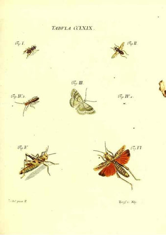 Reproducción/Reproduction 36205640492: Iacobi Christiani Schaefferi s.s. theologiae et philosophiae doctoris ... Icones insectorum circa Ratisbonam indigenorum :. Ratisbonae :Typis Breitfeldianis,MDCCLXXIX [1766-1779]