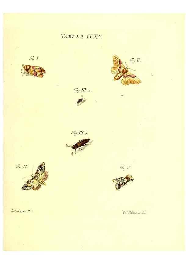 Reproducción/Reproduction 35538030724: Iacobi Christiani Schaefferi s.s. theologiae et philosophiae doctoris ... Icones insectorum circa Ratisbonam indigenorum :. Ratisbonae :Typis Breitfeldianis,MDCCLXXIX [1766-1779]