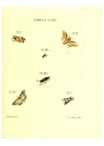 Reproducción/Reproduction 35538030724: Iacobi Christiani Schaefferi s.s. theologiae et philosophiae doctoris ... Icones insectorum circa Ratisbonam indigenorum :. Ratisbonae :Typis Breitfeldianis,MDCCLXXIX [1766-1779]