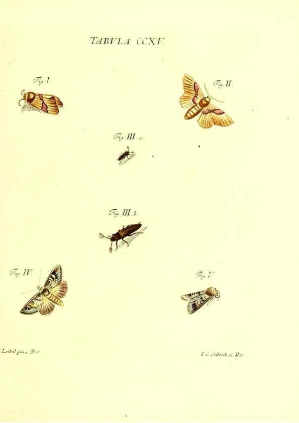 Reproducción/Reproduction 35538030724: Iacobi Christiani Schaefferi s.s. theologiae et philosophiae doctoris ... Icones insectorum circa Ratisbonam indigenorum :. Ratisbonae :Typis Breitfeldianis,MDCCLXXIX [1766-1779]