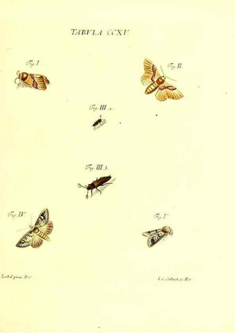 Reproducción/Reproduction 35538030724: Iacobi Christiani Schaefferi s.s. theologiae et philosophiae doctoris ... Icones insectorum circa Ratisbonam indigenorum :. Ratisbonae :Typis Breitfeldianis,MDCCLXXIX [1766-1779]