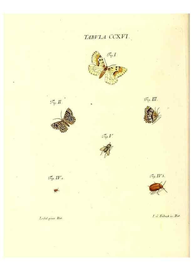 Reproducción/Reproduction 35538032084: Iacobi Christiani Schaefferi s.s. theologiae et philosophiae doctoris ... Icones insectorum circa Ratisbonam indigenorum :. Ratisbonae :Typis Breitfeldianis,MDCCLXXIX [1766-1779]