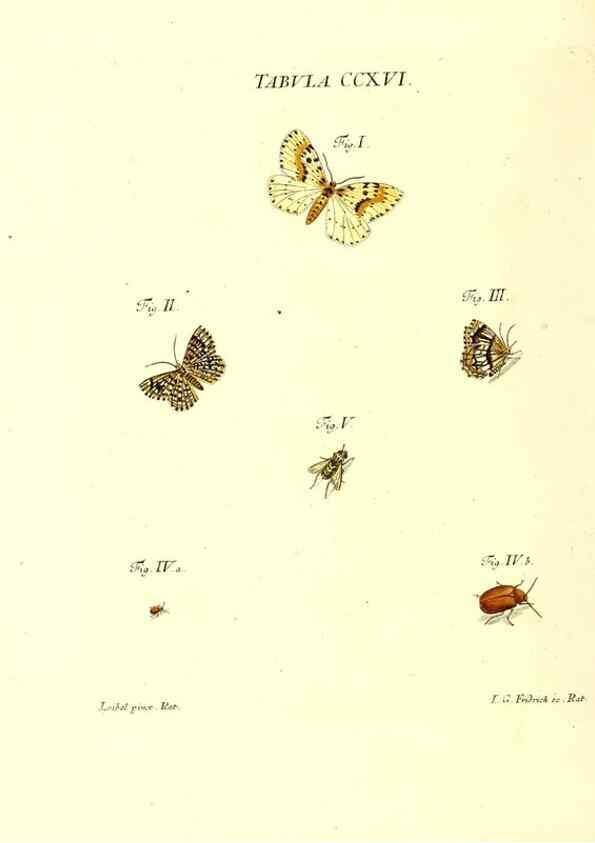 Reproducción/Reproduction 35538032084: Iacobi Christiani Schaefferi s.s. theologiae et philosophiae doctoris ... Icones insectorum circa Ratisbonam indigenorum :. Ratisbonae :Typis Breitfeldianis,MDCCLXXIX [1766-1779]