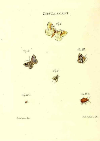 Reproducción/Reproduction 35538032084: Iacobi Christiani Schaefferi s.s. theologiae et philosophiae doctoris ... Icones insectorum circa Ratisbonam indigenorum :. Ratisbonae :Typis Breitfeldianis,MDCCLXXIX [1766-1779]