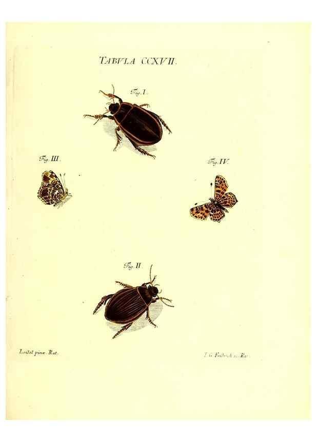 Reproducción/Reproduction 35538033494: Iacobi Christiani Schaefferi s.s. theologiae et philosophiae doctoris ... Icones insectorum circa Ratisbonam indigenorum :. Ratisbonae :Typis Breitfeldianis,MDCCLXXIX [1766-1779]