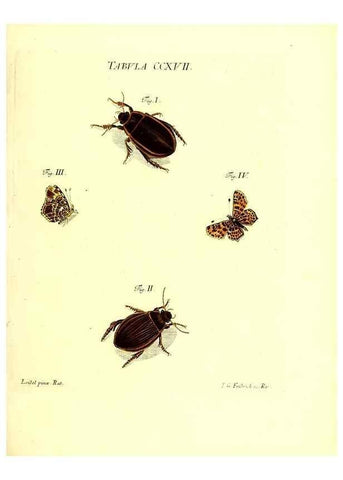 Reproducción/Reproduction 35538033494: Iacobi Christiani Schaefferi s.s. theologiae et philosophiae doctoris ... Icones insectorum circa Ratisbonam indigenorum :. Ratisbonae :Typis Breitfeldianis,MDCCLXXIX [1766-1779]