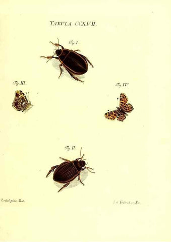 Reproducción/Reproduction 35538033494: Iacobi Christiani Schaefferi s.s. theologiae et philosophiae doctoris ... Icones insectorum circa Ratisbonam indigenorum :. Ratisbonae :Typis Breitfeldianis,MDCCLXXIX [1766-1779]
