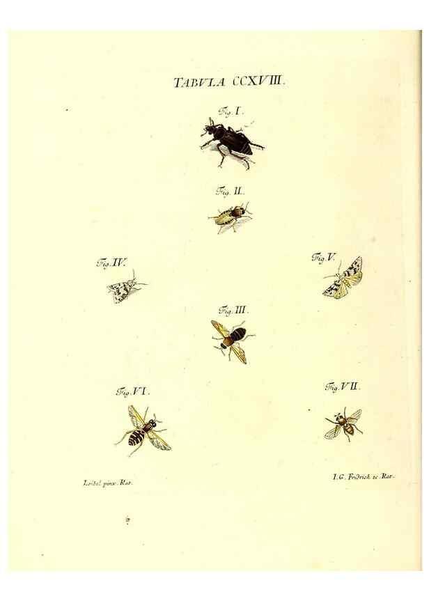 Reproducción/Reproduction 35538035164: Iacobi Christiani Schaefferi s.s. theologiae et philosophiae doctoris ... Icones insectorum circa Ratisbonam indigenorum :. Ratisbonae :Typis Breitfeldianis,MDCCLXXIX [1766-1779]