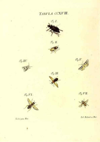Reproducción/Reproduction 35538035164: Iacobi Christiani Schaefferi s.s. theologiae et philosophiae doctoris ... Icones insectorum circa Ratisbonam indigenorum :. Ratisbonae :Typis Breitfeldianis,MDCCLXXIX [1766-1779]
