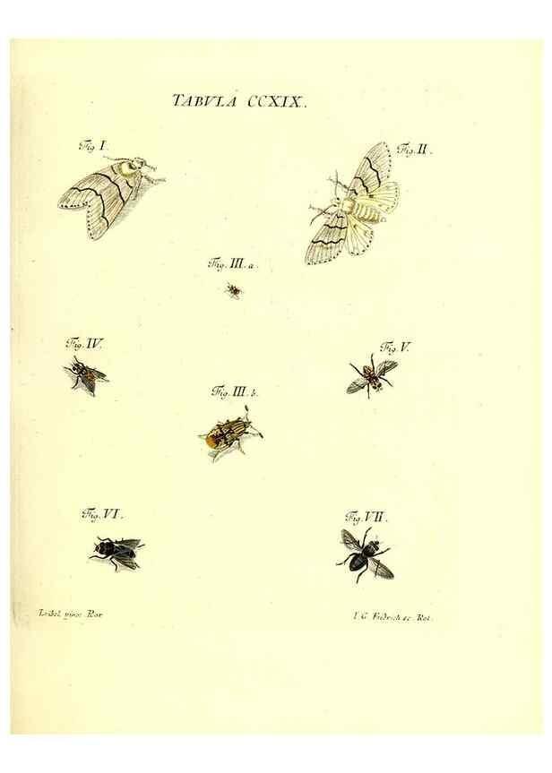 Reproducción/Reproduction 35538036584: Iacobi Christiani Schaefferi s.s. theologiae et philosophiae doctoris ... Icones insectorum circa Ratisbonam indigenorum :. Ratisbonae :Typis Breitfeldianis,MDCCLXXIX [1766-1779]