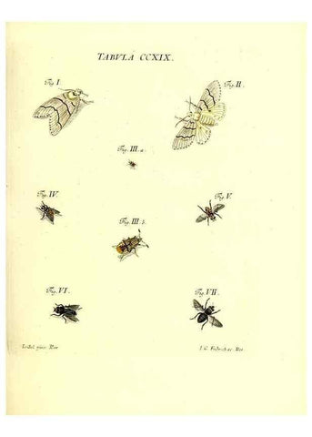 Reproducción/Reproduction 35538036584: Iacobi Christiani Schaefferi s.s. theologiae et philosophiae doctoris ... Icones insectorum circa Ratisbonam indigenorum :. Ratisbonae :Typis Breitfeldianis,MDCCLXXIX [1766-1779]