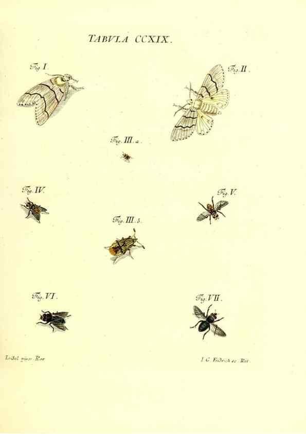 Reproducción/Reproduction 35538036584: Iacobi Christiani Schaefferi s.s. theologiae et philosophiae doctoris ... Icones insectorum circa Ratisbonam indigenorum :. Ratisbonae :Typis Breitfeldianis,MDCCLXXIX [1766-1779]