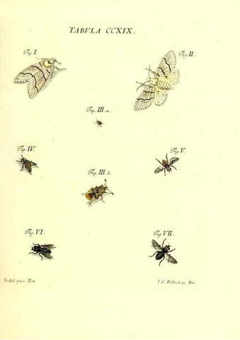 Reproducción/Reproduction 35538036584: Iacobi Christiani Schaefferi s.s. theologiae et philosophiae doctoris ... Icones insectorum circa Ratisbonam indigenorum :. Ratisbonae :Typis Breitfeldianis,MDCCLXXIX [1766-1779]