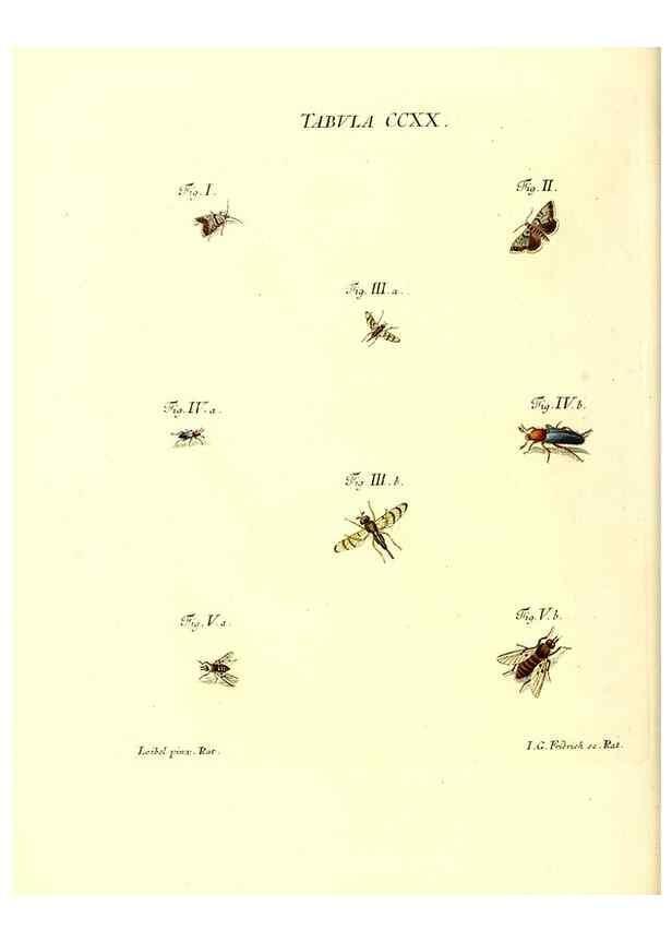 Reproducción/Reproduction 35538037854: Iacobi Christiani Schaefferi s.s. theologiae et philosophiae doctoris ... Icones insectorum circa Ratisbonam indigenorum :. Ratisbonae :Typis Breitfeldianis,MDCCLXXIX [1766-1779]