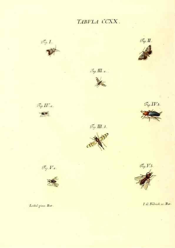 Reproducción/Reproduction 35538037854: Iacobi Christiani Schaefferi s.s. theologiae et philosophiae doctoris ... Icones insectorum circa Ratisbonam indigenorum :. Ratisbonae :Typis Breitfeldianis,MDCCLXXIX [1766-1779]
