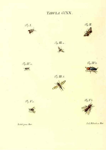 Reproducción/Reproduction 35538037854: Iacobi Christiani Schaefferi s.s. theologiae et philosophiae doctoris ... Icones insectorum circa Ratisbonam indigenorum :. Ratisbonae :Typis Breitfeldianis,MDCCLXXIX [1766-1779]