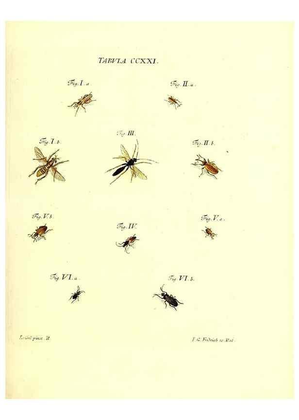 Reproducción/Reproduction 35538039374: Iacobi Christiani Schaefferi s.s. theologiae et philosophiae doctoris ... Icones insectorum circa Ratisbonam indigenorum :. Ratisbonae :Typis Breitfeldianis,MDCCLXXIX [1766-1779]